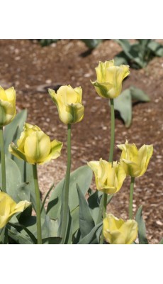 VIRILEMON